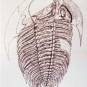 Colour image of animal with hard shell stripes