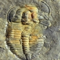 Image couleur d'animal fossilisé avec stries de coquille