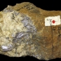 Colour image of brown rock with large sections of white and gray metallic rock