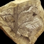 Colour image of brown rock with dark brown fossilized plant that resembles a tree with branches