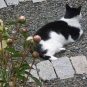 Colour image of garden path with flowers, black and white cat and gray rock blocks marking gravel path