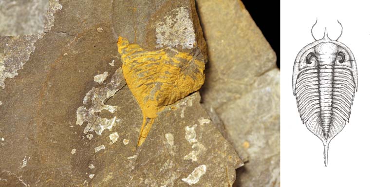 Double image couleur : roche brune et jaune avec lignes blanches entrecroisées et dessin de trilobite
