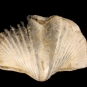 Image couleur d’une roche brun clair en forme d'éventail ou de coquille avec rayures verticales