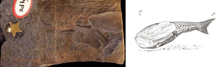 Double colour image of brown rock with fossilized fish scales and drawing of fish