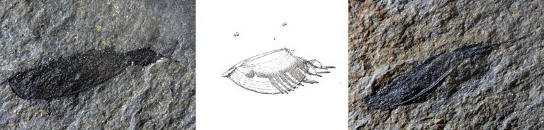Triple colour image of gray rocks with black oval fossils, drawing of crab-like animal in center