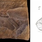 Double colour image of brown rock with fossilized fish scales and drawing of fish